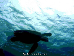 TORTUISE! by Andres Larraz 